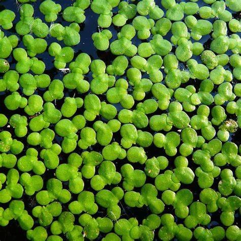 Duckweed (Lemna minor)
